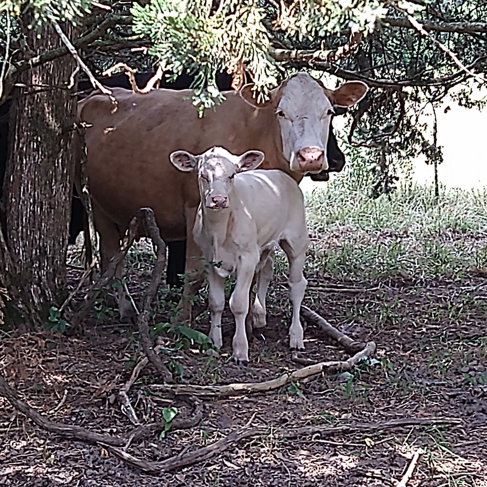 Twisted Wire Ranch (4)
